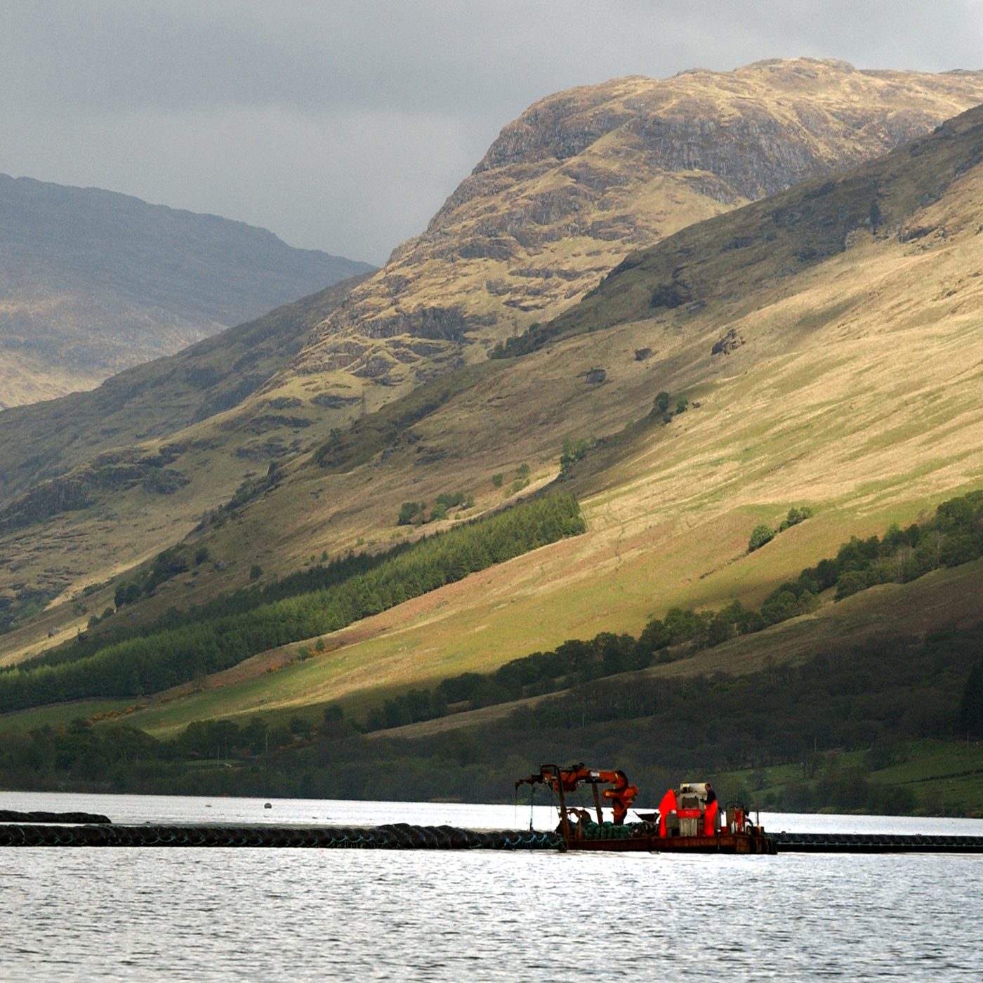 A catch of mussels is harvested on Loch Fyne