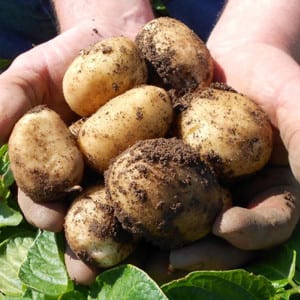 Scottish produce - potatoes