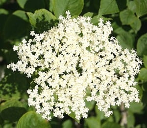 Elder flowers. Picture: Wikimedia