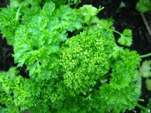 Parsley comes in two types curly (pictured) and flat leaf. Picture: Wikimedia