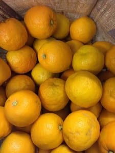 Seville oranges. Picture: Fiona Bird