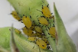 Aphids can be a real pest. Picture: Wikimedia