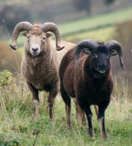 Soay Rams. Picture: Slow Food Scotland