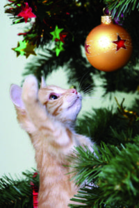 A Generic Photo of a kitten playing with a bauble on a Christmas tree. See PA Feature CHRISTMAS Health Hazards. Picture credit should read: PA Photo/thinkstockphotos. WARNING: This picture must only be used to accompany PA Feature CHRISTMAS Health Hazards.
