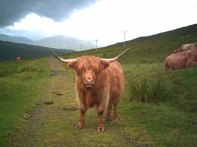 You never know who you'll meet on the West Highland Way. Picture: Wikimedia