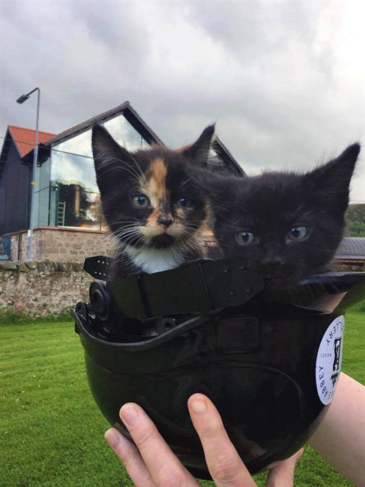 Kittens distillery