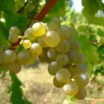 Ten great sauvignon blancs from around the world