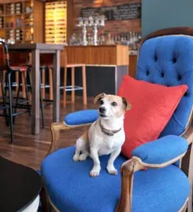 Pups are allowed downstairs. Picture: Jane Barlow 