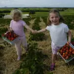 Rich pickings: how to source the best local, in-season food