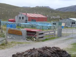 Aberdeen_Angus_im_Gadental_3