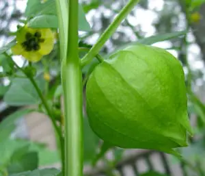 Tomatillo. Picture: Flickr
