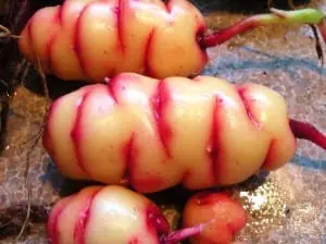 Oca. Picture: Wikimedia