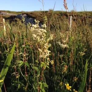 Meadowsweet