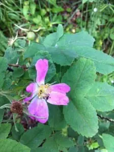 Wildrose. Picture: FB
