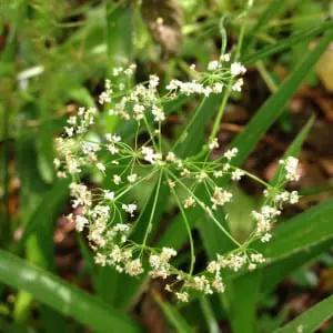 Pignut plant. 