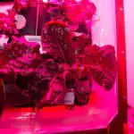 Astronauts sample vegetables grown in space for the first time