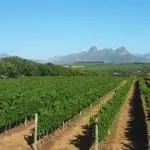 10 great South African wines for under £25