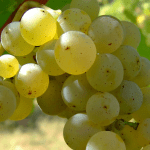Rose Murray Brown on Italian vermentino wines
