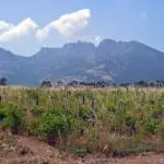 Rose Murray Brown on Corsican wines