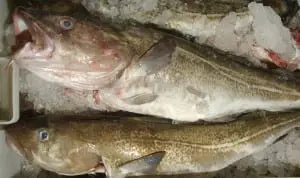 Cod on ice Pic.... Neil Hanna
