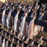Five options for getting fresh fish delivered to your home