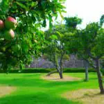Thistly Cross Cider ask for donations of Scottish apples in exchange for Scottish cider