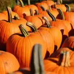 Scotland In The Autumn – What's In Season