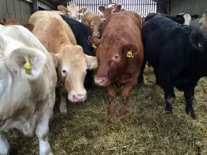 Cattle at South Seatter Farm in Sandwick. Picture: SPM