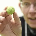 Edinburgh Chocolatier's Chocolate Brussels sprouts are a big hit across the UK