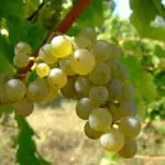 Brian Elliott: Great seasonal sauvignon blanc