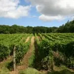 Rose Murray Brown: 13 great English wines for you to try out