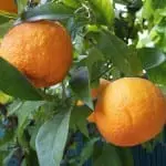 Making the most of Seville season - Seville oranges and seaweed