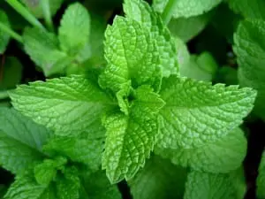 herbs-spices-peppers-home-garden