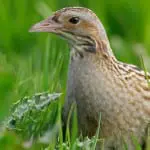 Orkney Brewery raises money to help save endangered Corncrakes
