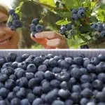 Dose of blueberries ‘may help to prevent Alzheimer’s disease’