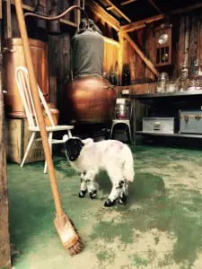 Crossbill Highland Distilling, Inshriach, Avimore. Picture: Crossbill