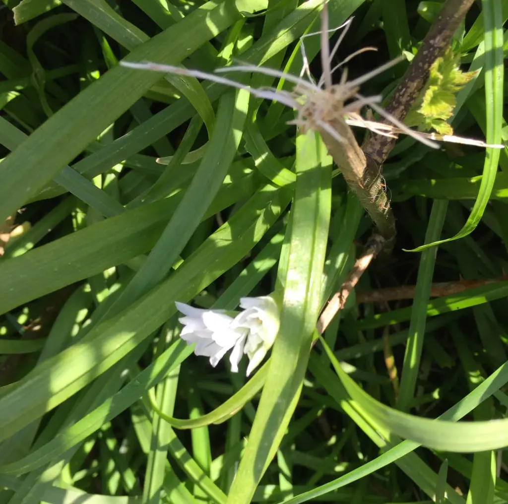 3 cornered leek