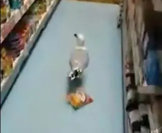 The seagull drops the crisps after being chased by Zaman. Picture: Youtube/Zaman Iqbal
