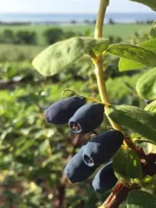 Honeyberries. Picture: Contributed