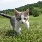 One of Scotland's newest whisky distilleries seeks cat to be Mouser-in-Chief