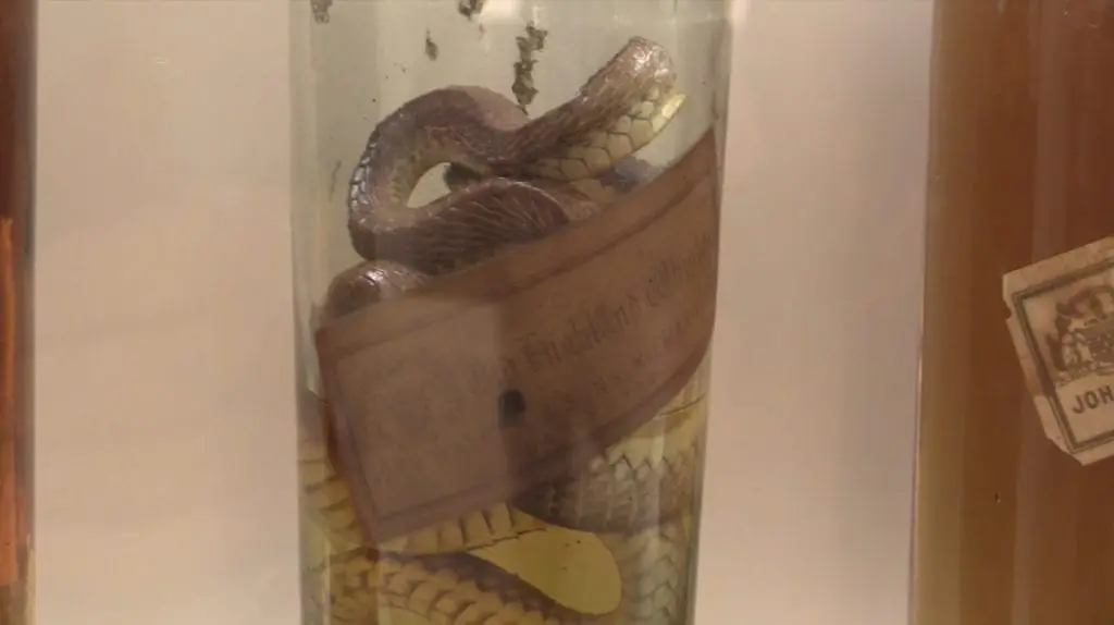 DiageoSnake