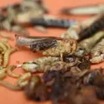 Eating insects instead of beef could 'help to save the environment'
