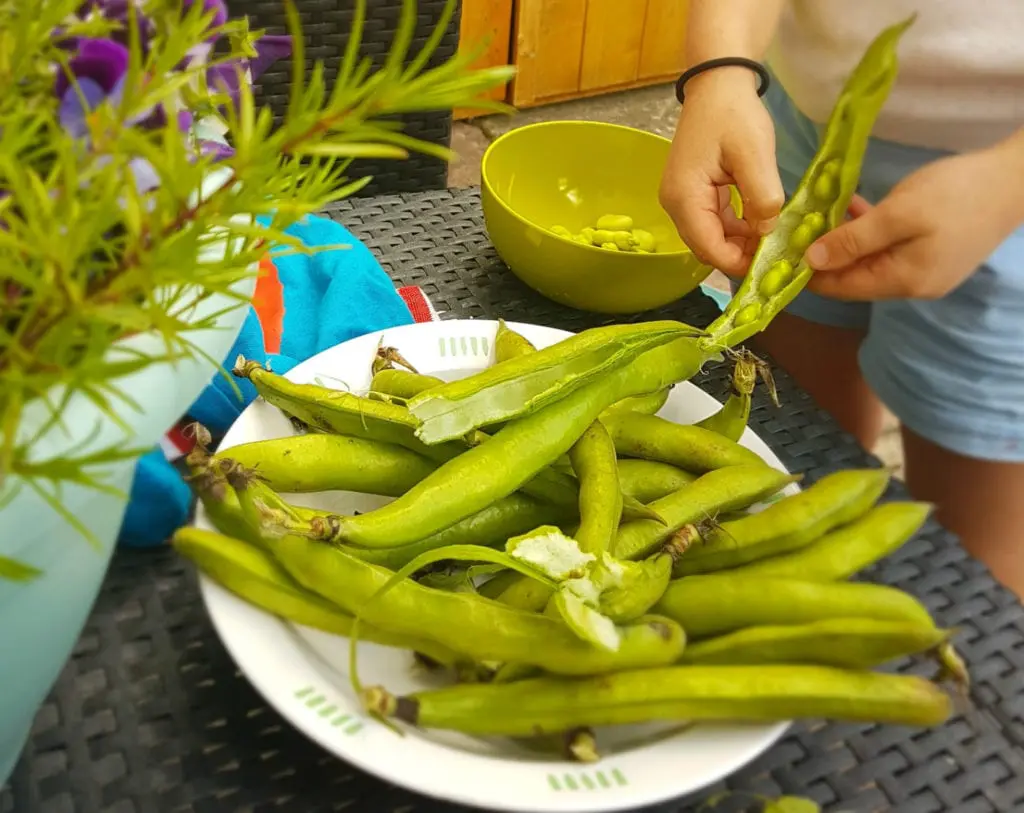 Broad Beans
