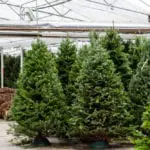 7 things you might not know about Christmas trees