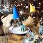 BrewDog launches birthday party service for dogs
