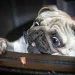 Glasgow photographer unveils new 'Dugs in Pubs' exhibition to raise funds for pet charities