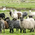 Unique North Ronaldsay ‘seaweed’ mutton under threat due to Orkney abattoir closure