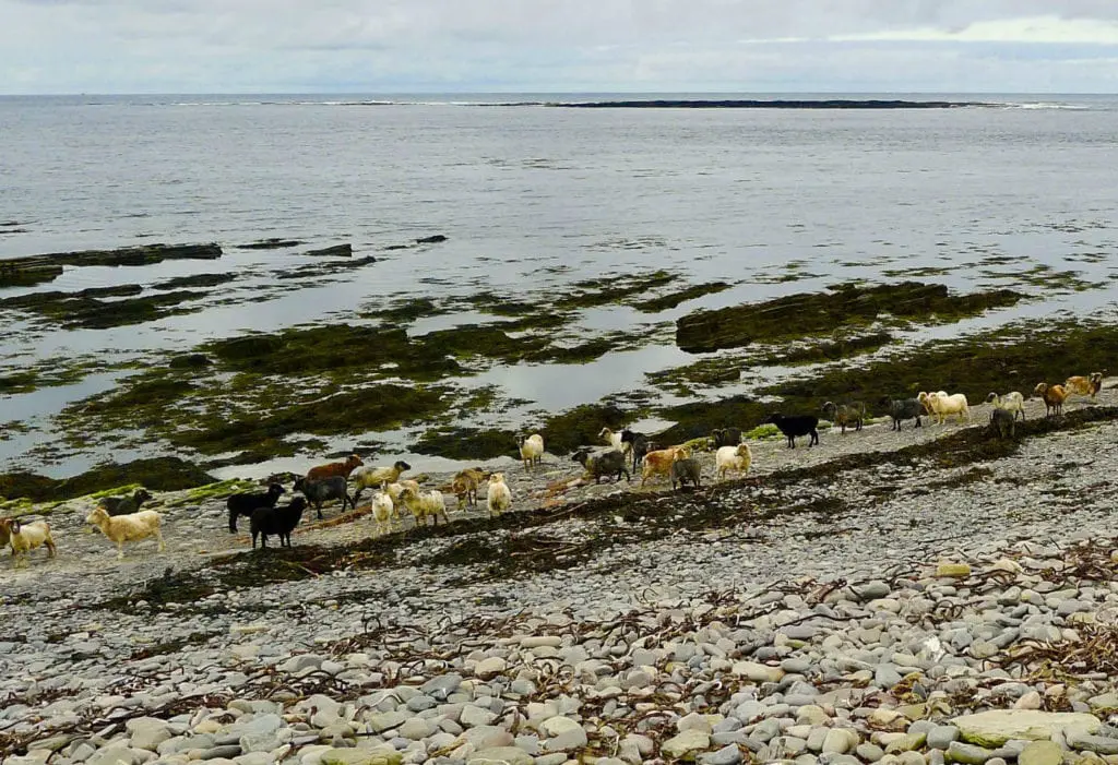 North Ronaldsay Mutton