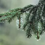 This is the 10 day festive weather forecast - and when snow could hit