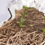Keeping the Plot: A journal of growing and cooking Scottish produce – late April 2019